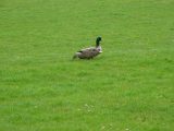 Jeugdwedstrijd sportpark 'Het Springer' van zaterdag 28april 2018 (8/107)