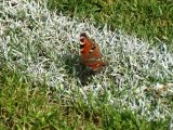 Jeugdwedstrijden sportpark ‘Het Springer’ van zaterdag 18 mei 2019 (176/256)